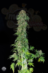 DINAFEM - White Siberian