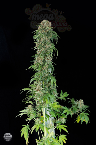 DINAFEM - White Siberian