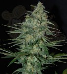 SAMSARA - Sweet Black Angel
