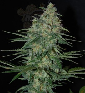 SAMSARA - Sweet Black Angel