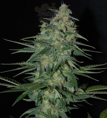SAMSARA - Sweet Black Angel