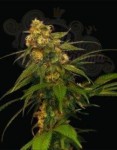 DNA GENETICS - Lemon OG Kush
