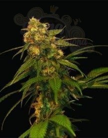 DNA GENETICS - Lemon OG Kush