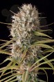 DINAFEM - Original Amnesia