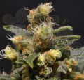 CBD AK47 (Odmiana medyczna)