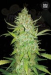 BULK SEED BANK - Auto AK