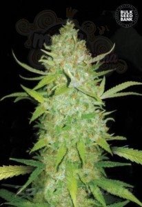 BULK SEED BANK - Auto AK