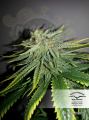DUTCH PASSION - Durban Poison®