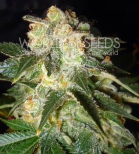 WORLD OF SEEDS - Pakistan Ryder