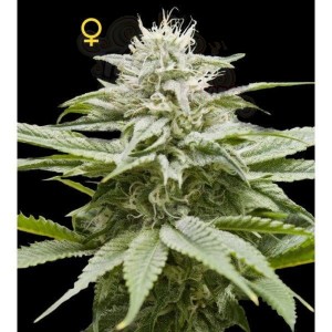 DNA GENETICS - Island