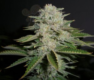 RESERVA PRIVADA - Sour Diesel