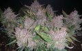 Blue Dream Auto