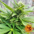 BARNEY’S FARM - LSD
