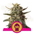 ROYAL QUEEN SEEDS - Bubblegum XL