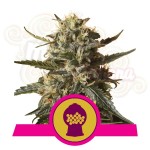 ROYAL QUEEN SEEDS - Bubblegum XL