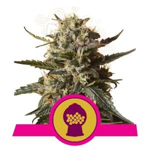 ROYAL QUEEN SEEDS - Bubblegum XL