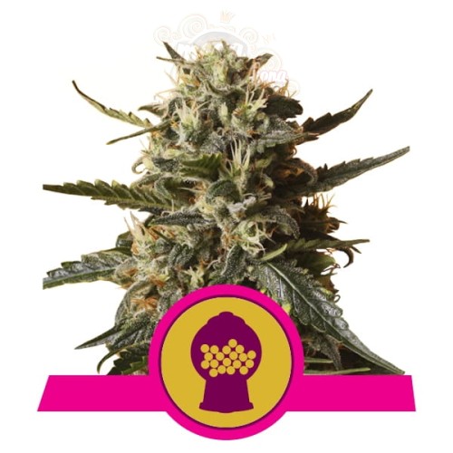 ROYAL QUEEN SEEDS - Bubblegum XL