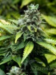 ADVANCED SEEDS - Early Widow