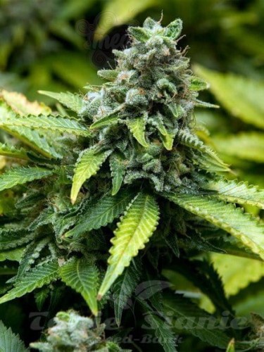 ADVANCED SEEDS - Early Widow