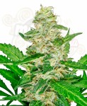 SENSI SEEDS - Super Skunk Auto