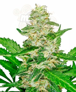 SENSI SEEDS - Super Skunk Auto