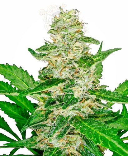 SENSI SEEDS - Super Skunk Auto