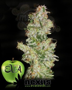 EVA SEEDS - Nexus