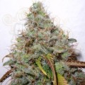 PARADISE SEEDS - White Berry