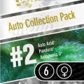 PARADISE SEEDS - Auto Collection #2