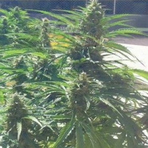 BIOHAZARD SEEDS - Auto Power