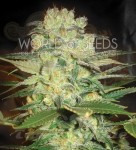 WORLD OF SEEDS - Afghan Kush X White Widow