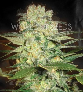 WORLD OF SEEDS - Afghan Kush X White Widow