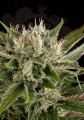 DINAFEM - Blue Cheese