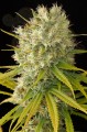 DINAFEM - Original Amnesia