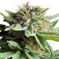 ROYAL QUEEN SEEDS - Shining Silver Haze®