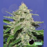 BOMB SEEDS - Widow Bomb