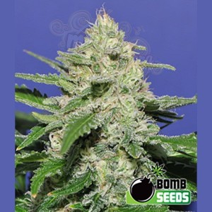 BOMB SEEDS - Widow Bomb