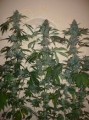 DUTCH PASSION - Euforia®