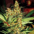 SUPER STRAINS - Amajikoym