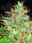 WORLD OF SEEDS - Afghan Kush x Skunk