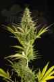 DINAFEM - Cheese XXL Auto
