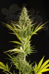 DINAFEM - Cheese XXL Auto