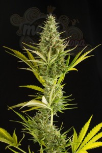 DINAFEM - Cheese XXL Auto