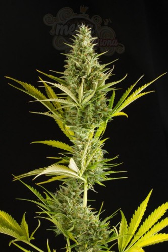 DINAFEM - Cheese XXL Auto