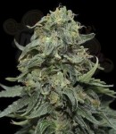 KALASHNIKOV SEEDS - Kabul Express