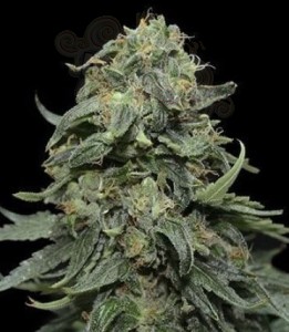KALASHNIKOV SEEDS - Kabul Express