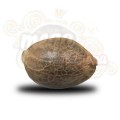 ROYAL QUEEN SEEDS - Dance World CBD