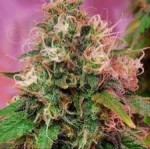 CBD CREW - CBD OG Kush