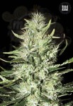 BULK SEED BANK - Auto Mazar Extra