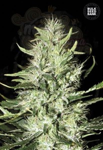 BULK SEED BANK - Auto Mazar Extra
